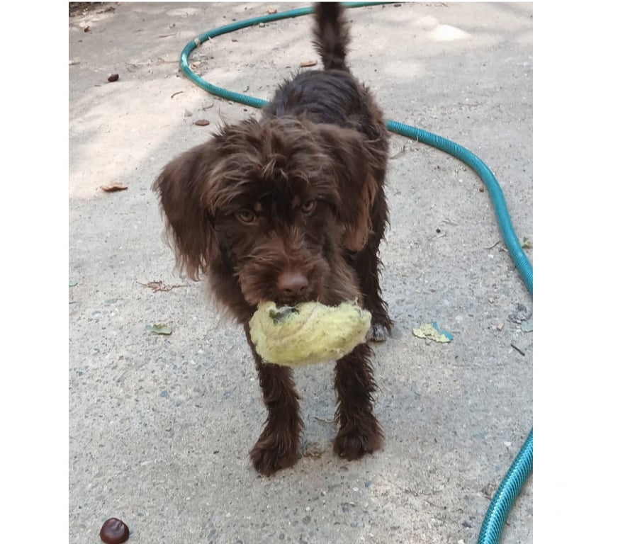 Don animaux Aude Carcassonne - Photos Vivastreet Lia chiot femelle adorable cherche adoptants serieux