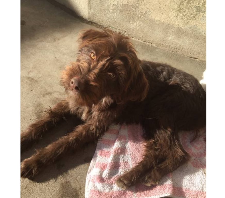 Don animaux Aude Carcassonne - Photos Vivastreet Lia chiot femelle adorable cherche adoptants serieux