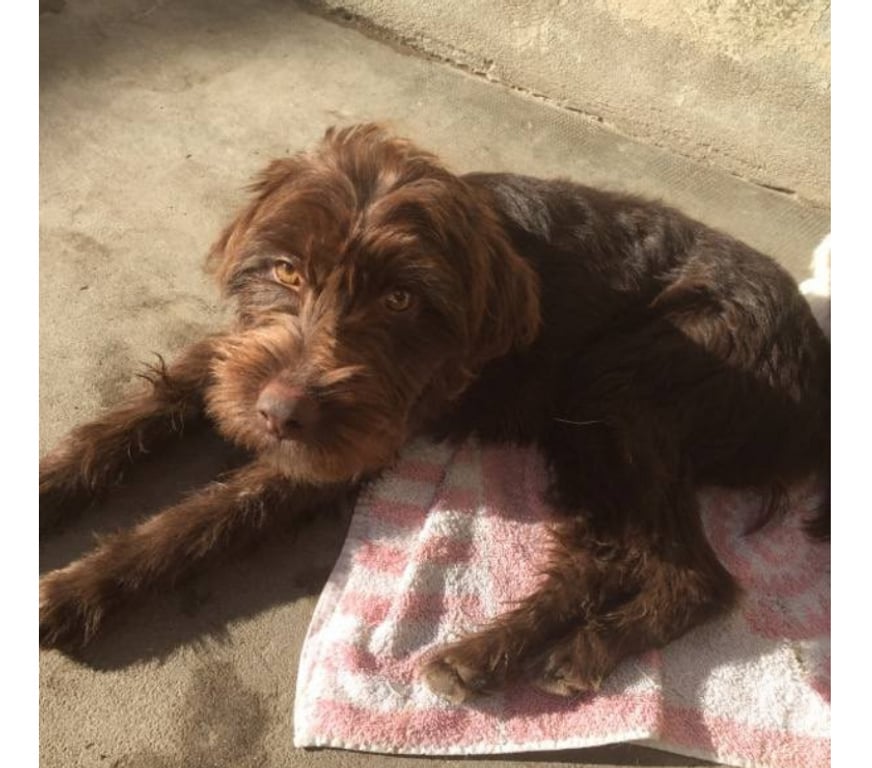 Don animaux Aude Carcassonne - Photos Vivastreet Lia chiot femelle adorable cherche adoptants serieux