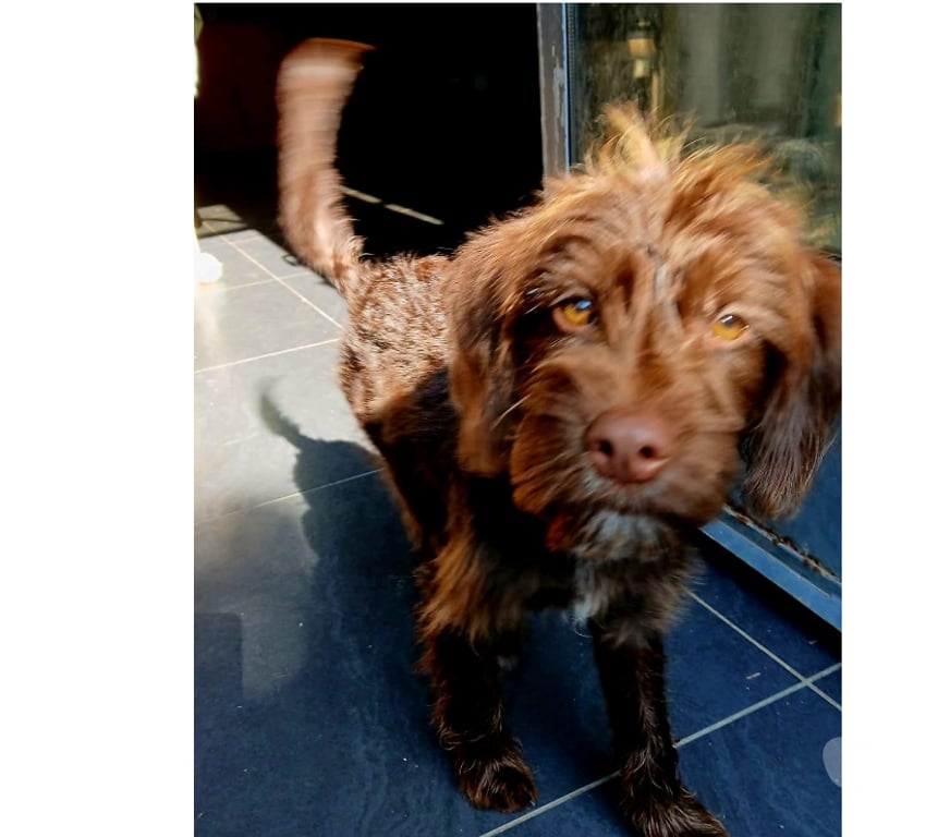 Don animaux Aude Carcassonne - Photos Vivastreet Lia chiot femelle adorable cherche adoptants serieux