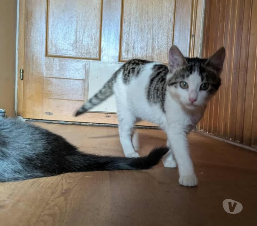 Don animaux Aude Carcassonne - Photos Vivastreet Tikinou et Coquillette deux chatons adorables a adopter