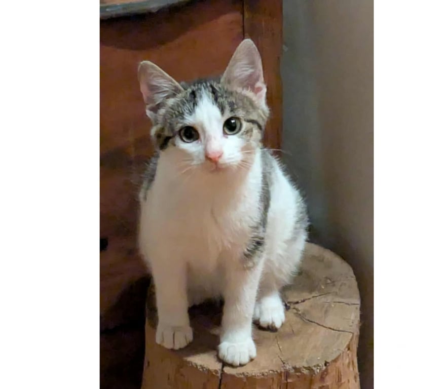 Don animaux Aude Carcassonne - Photos Vivastreet Tikinou et Coquillette deux chatons adorables a adopter