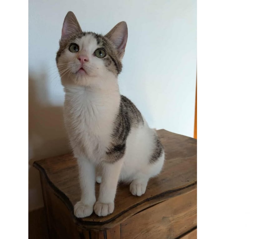 Don animaux Aude Carcassonne - Photos Vivastreet Tikinou et Coquillette deux chatons adorables a adopter