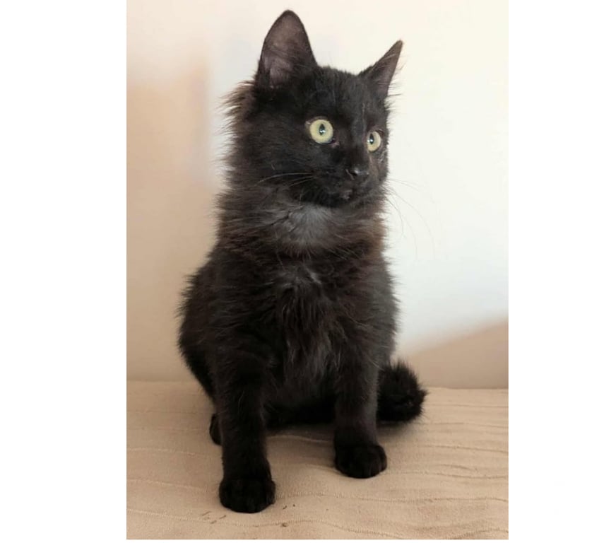 Don animaux Aude Carcassonne - Photos Vivastreet Tikinou et Coquillette deux chatons adorables a adopter