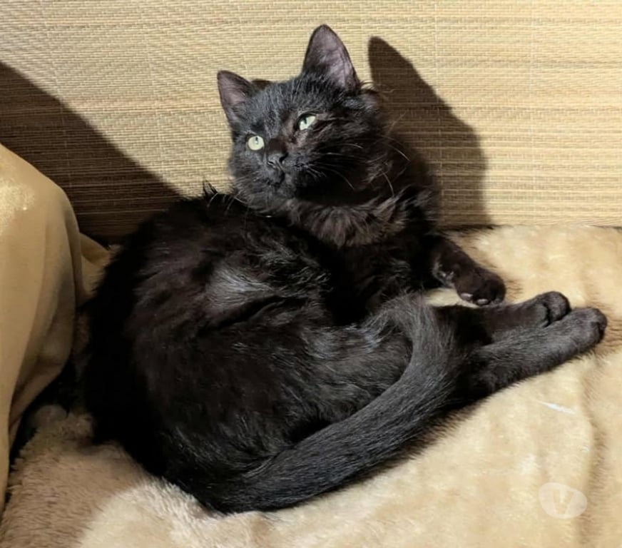 Don animaux Aude Carcassonne - Photos Vivastreet Tikinou et Coquillette deux chatons adorables a adopter