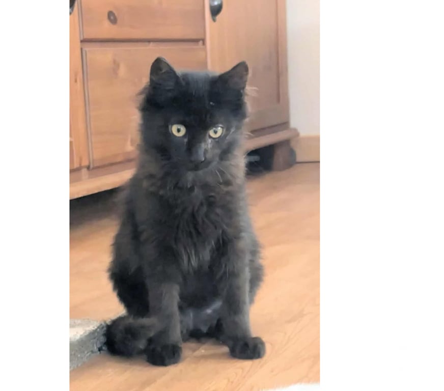 Don animaux Aude Carcassonne - Photos Vivastreet Tikinou et Coquillette deux chatons adorables a adopter