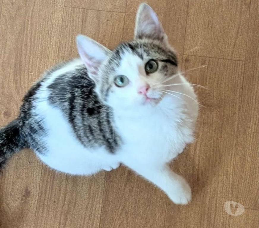 Don animaux Aude Carcassonne - Photos Vivastreet Tikinou et Coquillette deux chatons adorables a adopter