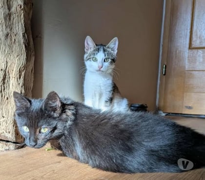 Don animaux Carcassonne Carcassonne - Photos Vivastreet Tikinou et Coquillette deux chatons adorables a adopter