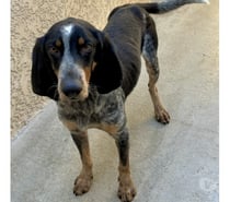 ACAPULCO, chien type bruno du jura 4 ans non lof