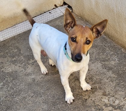 Adoption animaux Beziers Hérault - Photos Vivastreet ANOUCK, chien type jack Russel femelle 3 an non lof