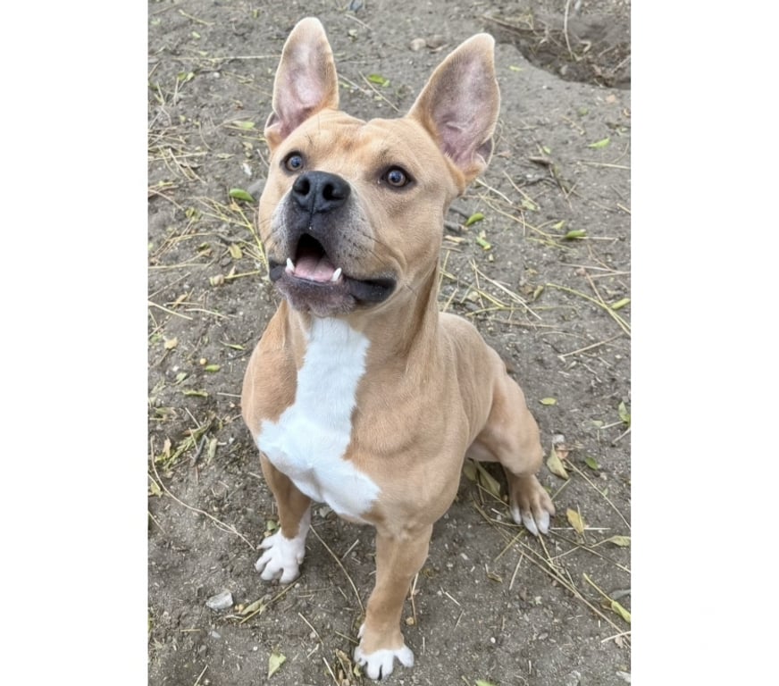 Don animaux Hérault Beziers - 34500 - Photos Vivastreet ANDERSON, chien type rhodésie à crête, 2 ans non lof