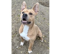 ANDERSON, chien type rhodésie à crête, 2 ans non lof