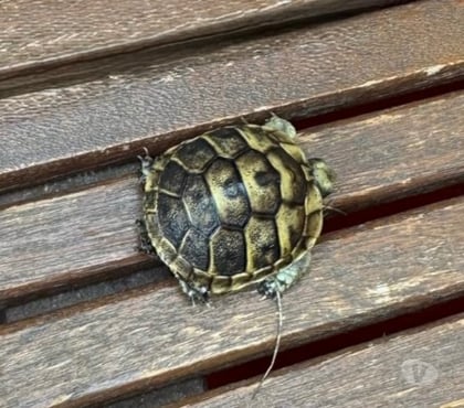 Vente Bordeaux Bordeaux - Photos Vivastreet Tortue – Jeune spécimen en parfaite santé