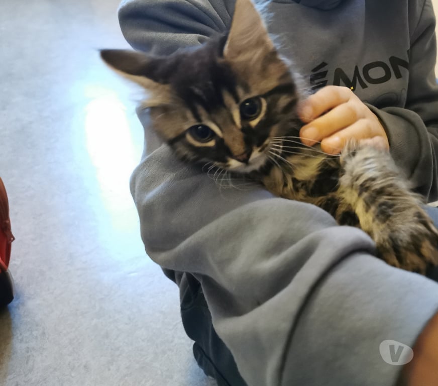 Don animaux Rhône Lyon - Photos Vivastreet ACAPULCO, chaton joueur