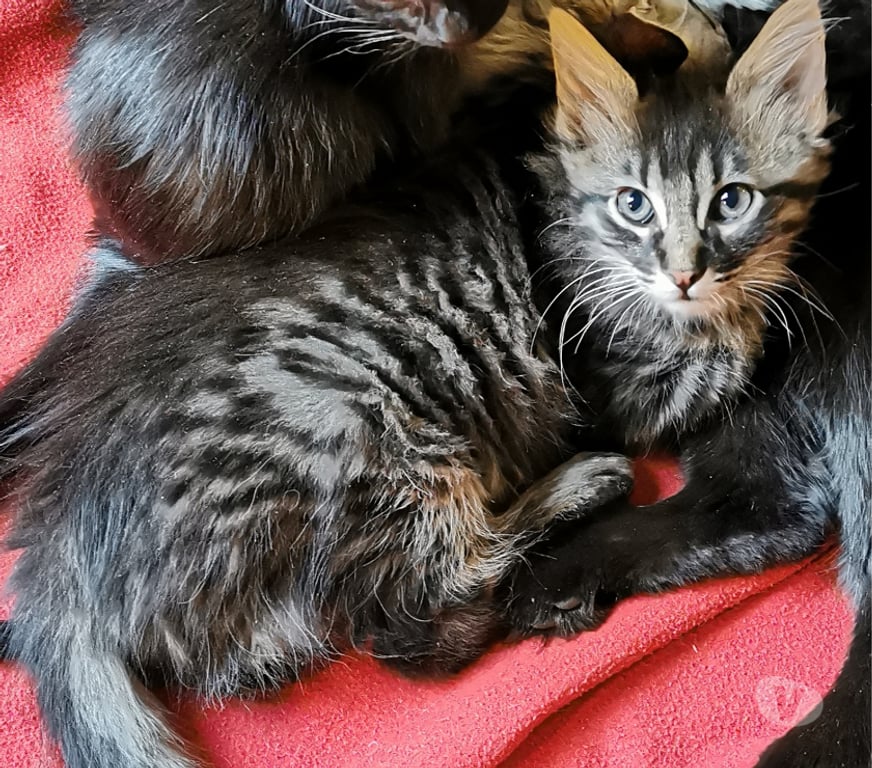 Don animaux Rhône Lyon - Photos Vivastreet ACAPULCO, chaton joueur