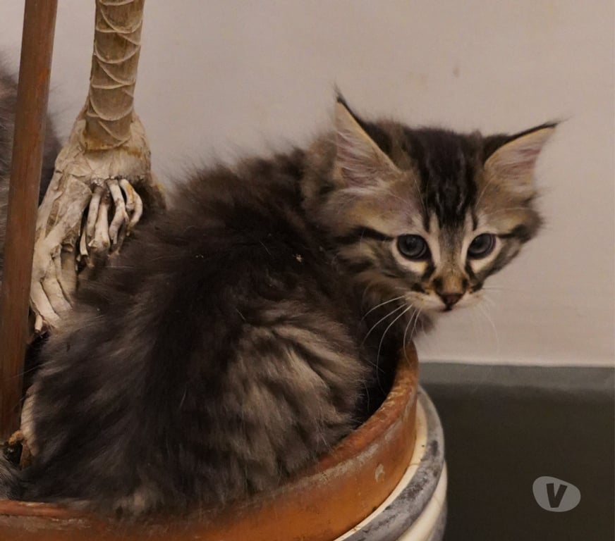 Don animaux Rhône Lyon - Photos Vivastreet ACAPULCO, chaton joueur