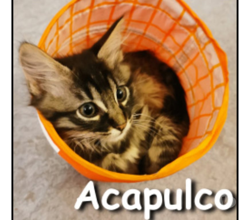 Don animaux Rhône Lyon - Photos Vivastreet ACAPULCO, chaton joueur