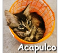 ACAPULCO, chaton joueur