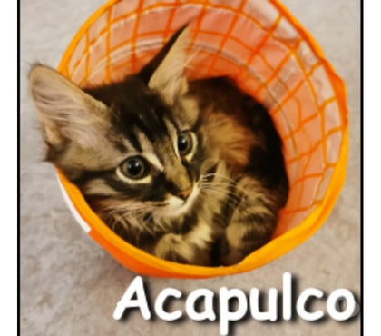 Don animaux Lyon Lyon - Photos Vivastreet ACAPULCO, chaton joueur