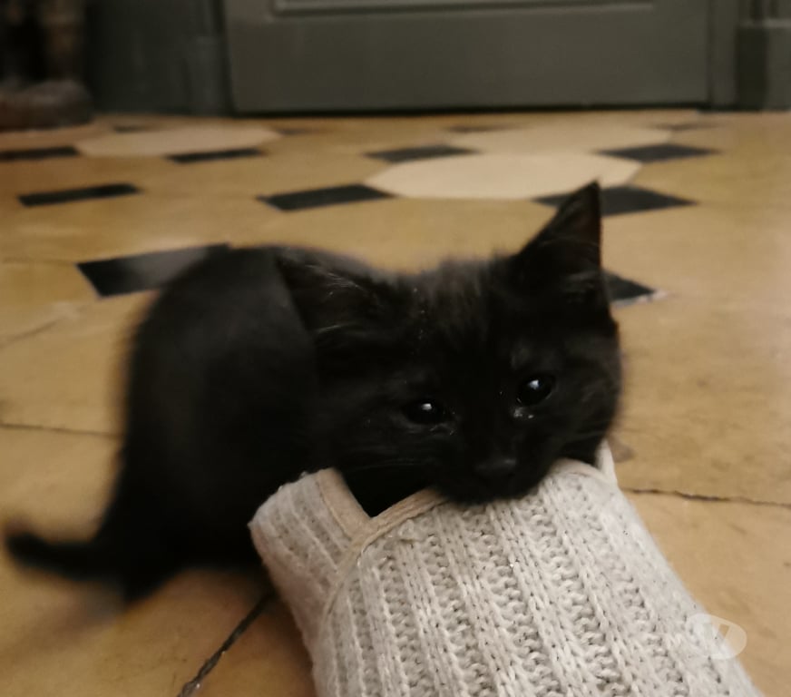 Don animaux Rhône Lyon - Photos Vivastreet AMADORA, chatonne câline et attendrissante