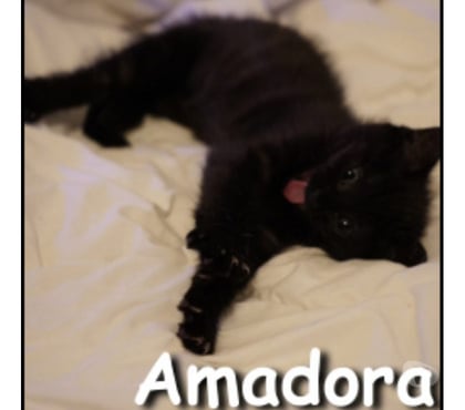 Adoption animaux Lyon Lyon - Photos Vivastreet AMADORA, chatonne câline et attendrissante
