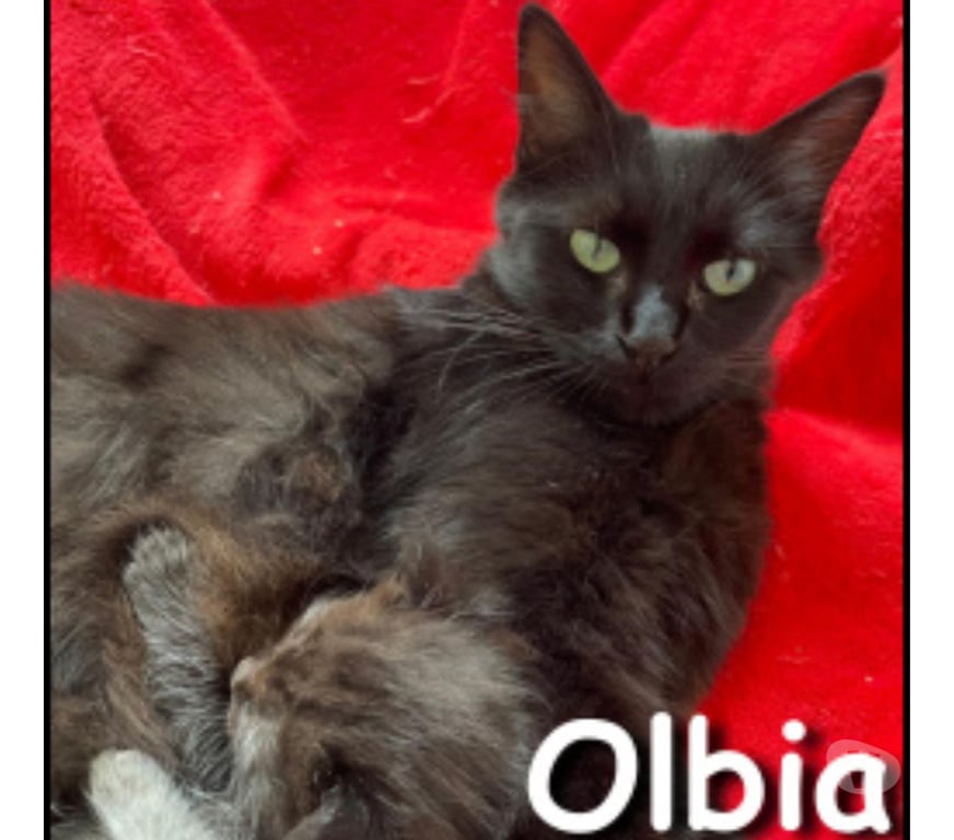 Don animaux Rhône Lyon - Photos Vivastreet OLBIA, minette sociale et câline