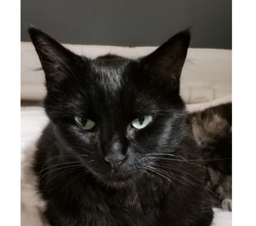 Don animaux Rhône Lyon - Photos Vivastreet OLBIA, minette sociale et câline