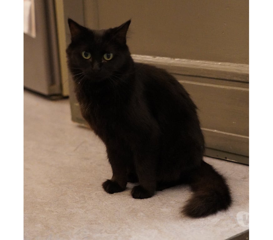 Don animaux Rhône Lyon - Photos Vivastreet OLBIA, minette sociale et câline