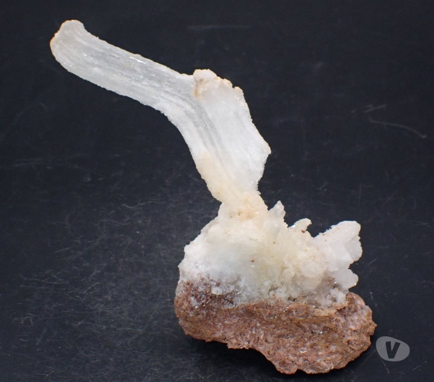 Collection Meurthe-et-Moselle Bertrichamps - 54120 - Photos Vivastreet Gypse fibreux “Corne de Bélier” ou en Crosse , Trapani