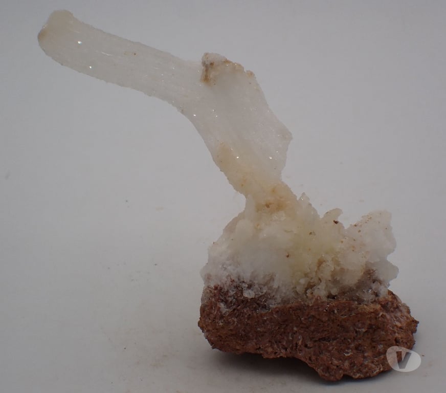 Collection Meurthe-et-Moselle Bertrichamps - 54120 - Photos Vivastreet Gypse fibreux “Corne de Bélier” ou en Crosse , Trapani