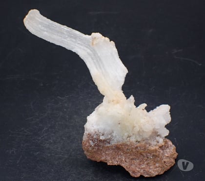 Photos Vivastreet Gypse fibreux “Corne de Bélier” ou en Crosse , Trapani