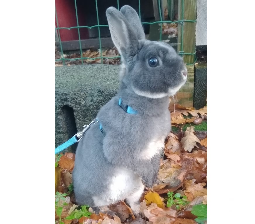 Vente Pas-de-Calais Sailly Labourse - 62113 - Photos Vivastreet Lapin nain rex male