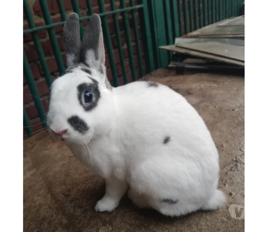 Vente Pas-de-Calais Sailly Labourse - 62113 - Photos Vivastreet Lapin nain rex male