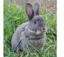 Lapin nain rex male