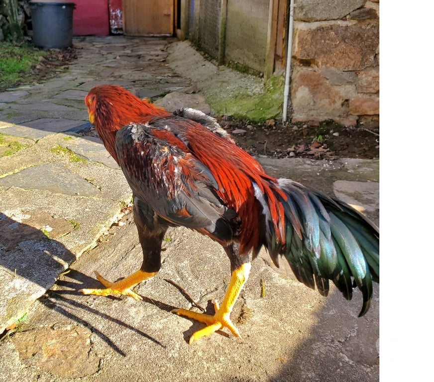 Vente Corrèze Beaulieu sur Dordogne - 19120 - Photos Vivastreet Coq 🐓 🐓 🐓 🐓 thaïlandai