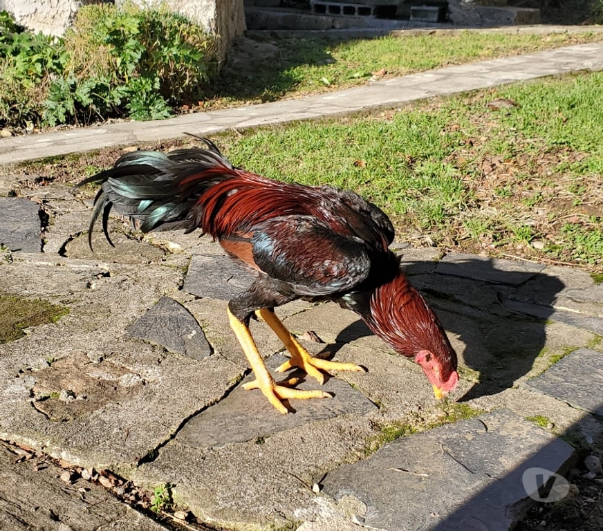 Vente Corrèze Beaulieu sur Dordogne - 19120 - Photos Vivastreet Coq 🐓 🐓 🐓 🐓 thaïlandai