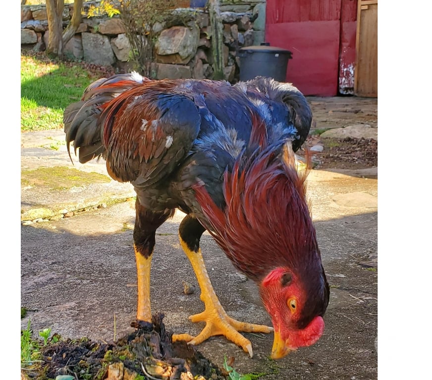 Vente Corrèze Beaulieu sur Dordogne - 19120 - Photos Vivastreet Coq 🐓 🐓 🐓 🐓 thaïlandai