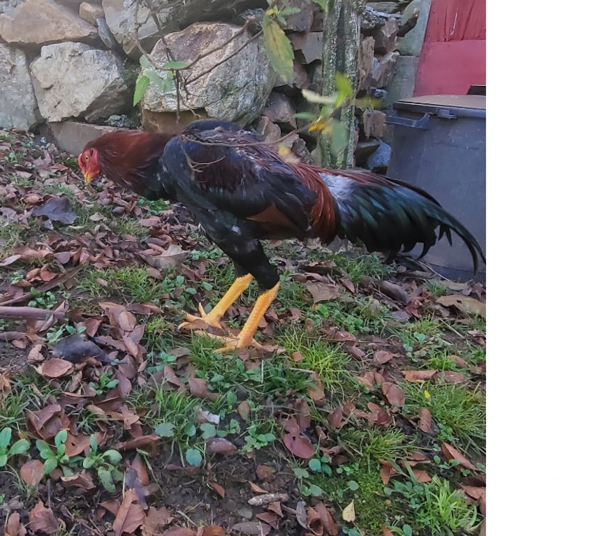 Vente Corrèze Beaulieu sur Dordogne - 19120 - Photos Vivastreet Coq 🐓 🐓 🐓 🐓 thaïlandai