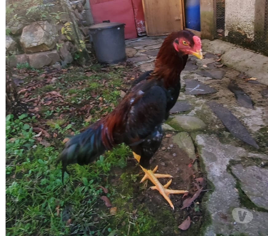 Vente Corrèze Beaulieu sur Dordogne - 19120 - Photos Vivastreet Coq 🐓 🐓 🐓 🐓 thaïlandai