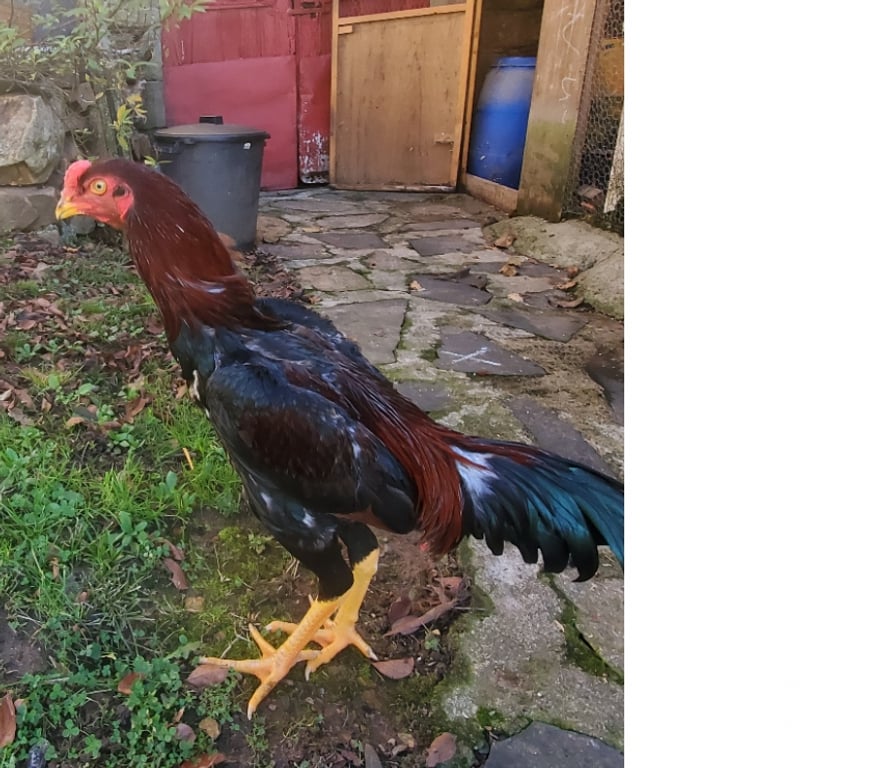 Vente Corrèze Beaulieu sur Dordogne - 19120 - Photos Vivastreet Coq 🐓 🐓 🐓 🐓 thaïlandai