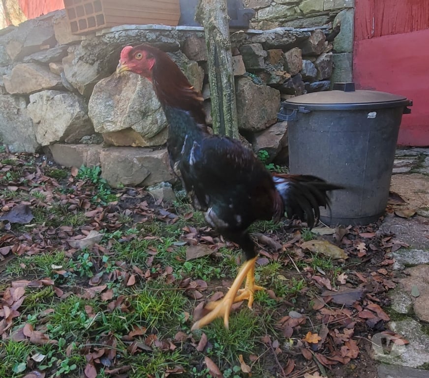 Vente Corrèze Beaulieu sur Dordogne - 19120 - Photos Vivastreet Coq 🐓 🐓 🐓 🐓 thaïlandai