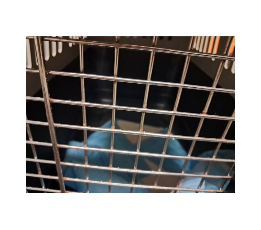 Services, accessoires animaux Moselle Maizières-lès-Metz - 57280 - Photos Vivastreet Cage transport animaux chien chats voiture