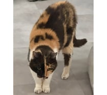 Michounne, chatte tricolore 15 ans type européen non lof