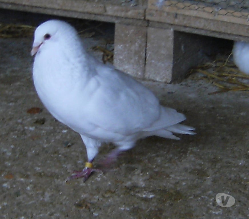 Vente Seine-et-Marne Bagneaux sur Loing - 77167 - Photos Vivastreet Pigeons de chair
