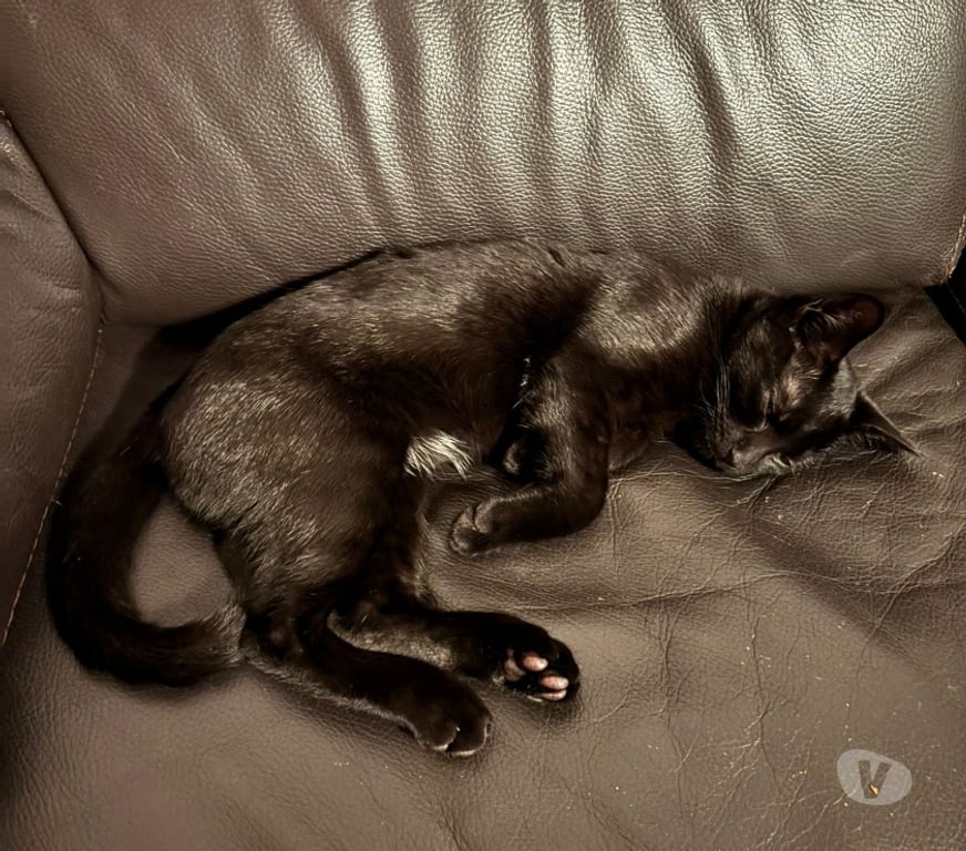 Animaux perdus Oise Compiegne - 60200 - Photos Vivastreet Perdu chat en foret de Compiègne