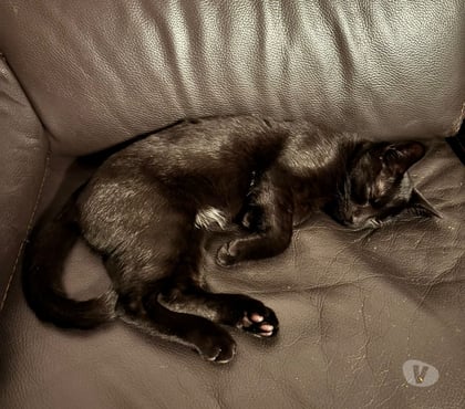 Perdu Trouvé Compiegne Oise - Photos Vivastreet Perdu chat en foret de Compiègne