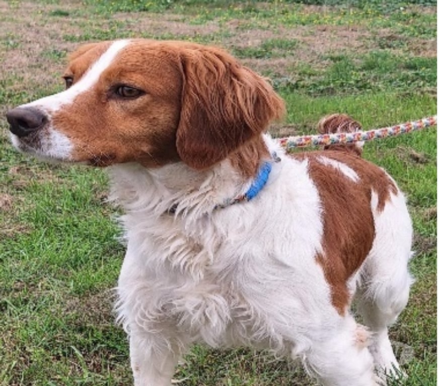 Don animaux Hérault Vias - 34450 - Photos Vivastreet Chien KID à l adoption