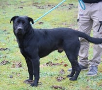 Chien ONYX à l adoption