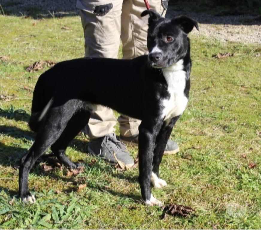 Don animaux Lot-et-Garonne Caubeyres - 47160 - Photos Vivastreet Chien YODA à l adoption