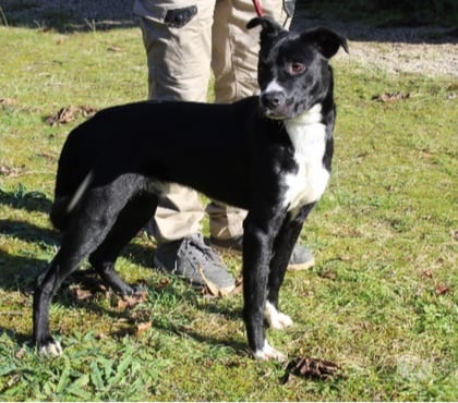 Don animaux Caubeyres Lot-et-Garonne - Photos Vivastreet Chien YODA à l adoption